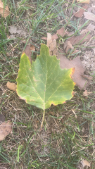 Platanus occidentalis