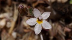 Nemacladus breviflorus