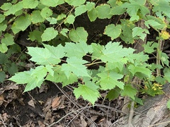 Acer spicatum