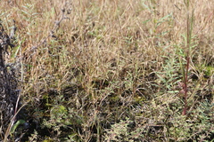 Teucrium botrys