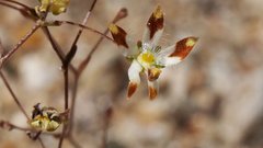 Nemacladus rubescens