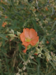 Sphaeralcea fendleri