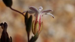 Nemacladus breviflorus