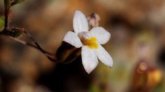 Nemacladus breviflorus