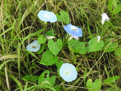 Ipomoea tricolor
