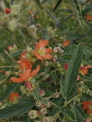 Sphaeralcea fendleri