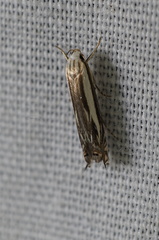 Polyhymno luteostrigella