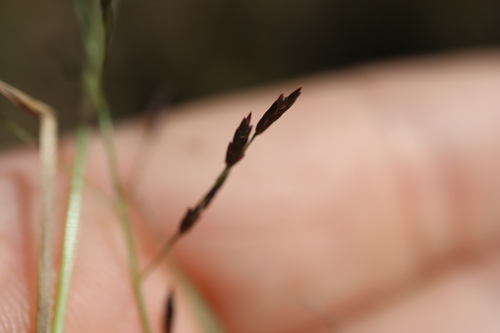 Image of Eragrostis pectinacea by (c) Henry "Nick" Robertson, some rights reserved (CC BY-SA)