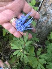 Corydalis flexuosa