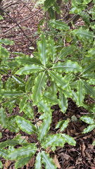 Pittosporum eugenioides