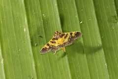 Ategumia dilecticolor