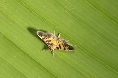 Ategumia dilecticolor