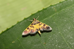 Ategumia dilecticolor