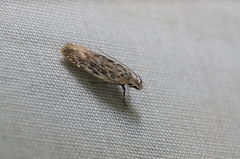 Gelechiini