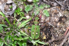 Cicindela campestris