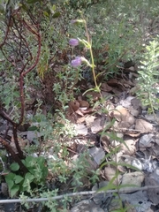Penstemon campanulatus