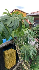 Monstera deliciosa