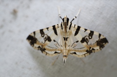 Conchylodes salamisalis