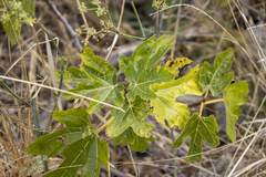 Ficus carica