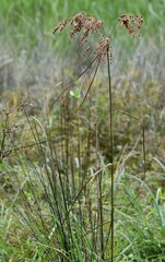 Scirpus cyperinus