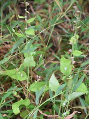 Scutellaria lateriflora