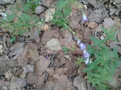 Penstemon campanulatus