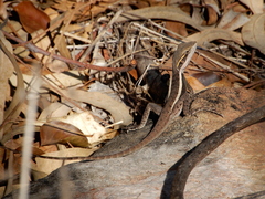 Lophognathus gilberti