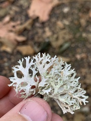Evernia