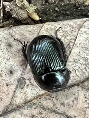 Geotrupes balyi