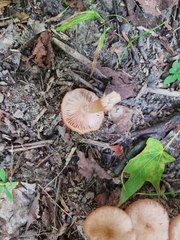Desarmillaria caespitosa image