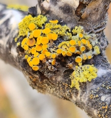 Polycauliona polycarpa
