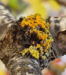 Polycauliona polycarpa