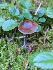 Deconica