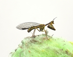 Spaminta minjerribae