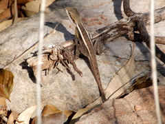 Lophognathus gilberti