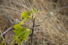 Ficus carica