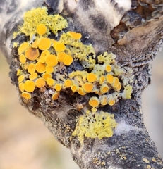 Polycauliona polycarpa