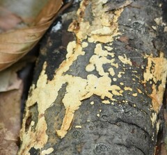 Trichoderma sulphureum