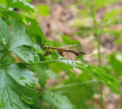 Spaminta minjerribae