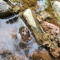 Lithobates yavapaiensis