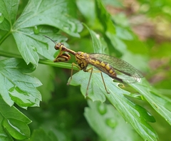 Spaminta minjerribae