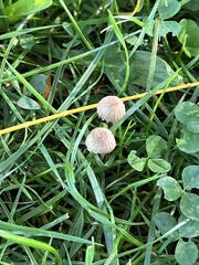 Panaeolus foenisecii