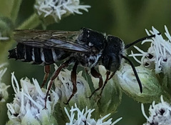 Coelioxys octodentatus