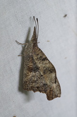 Libytheana carinenta mexicana