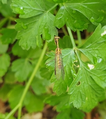 Spaminta minjerribae