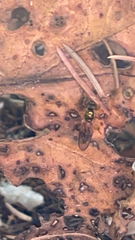 Sarginae