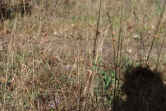 Panicum philadelphicum philadelphicum