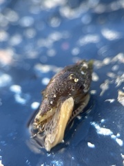 Columbella rusticoides