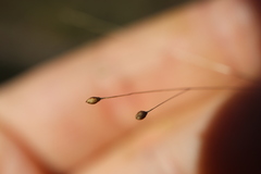 Panicum philadelphicum philadelphicum