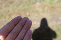 Panicum philadelphicum philadelphicum